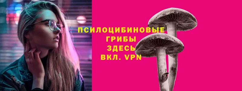 Псилоцибиновые грибы Psilocybe  Краснознаменск 